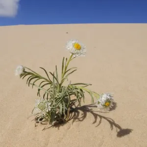 Poached egg daisy (Polycalymma stuartii) plant flowering on sand dune, Mungo National Park Poached egg daisy (Polycalymma stuartii) plant flowering on sand dune, Mungo National Park