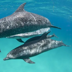 A pod of Atlantic spotted dolphins (Stenella frontalis) swim together over a shallow sand bank