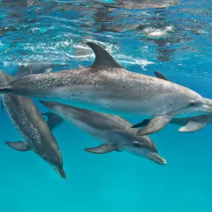 Pod of Atlantic spotted dolphins (Stenella frontalis) over a shallow sand bank accompanied Pod of Atlantic spotted dolphins (Stenella frontalis) over a shallow sand bank accompanied