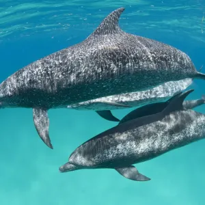 A pod of Atlantic spotted dolphins (Stenella frontalis) swim together over a shallow sand bank A pod of Atlantic spotted dolphins (Stenella frontalis) swim together over a shallow sand bank