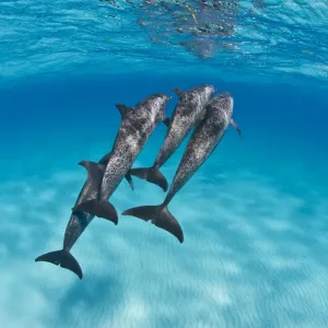 Une meute de dauphins tachetés d'Atlantique (Stenella frontalis) nage ensemble sur un banc de sable peu profond. Une meute de dauphins tachetés d'Atlantique (Stenella frontalis) nage ensemble sur un banc de sable peu profond.