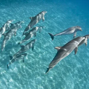 Un groupe de dauphins à museau court (Tursiops truncatus) nageant au-dessus d'un banc de sable. Sandy Ridge. Un groupe de dauphins à museau court (Tursiops truncatus) nageant au-dessus d'un banc de sable. Sandy Ridge.