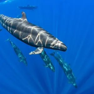False Killer Whales Print, Indian Ocean False Killer Whales Print, Indian Ocean