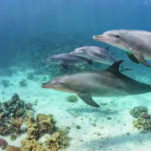 Pod of Indian Ocean bottlenose dolphin (Tursiops adunctus) swim over a coral reef