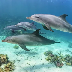 Dolphins