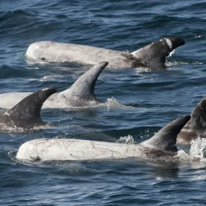 Un groupe de dauphin Risso (Grampus griseus) à la surface, Basse-Californie, Mexique. Un groupe de dauphin Risso (Grampus griseus) à la surface, Basse-Californie, Mexique.