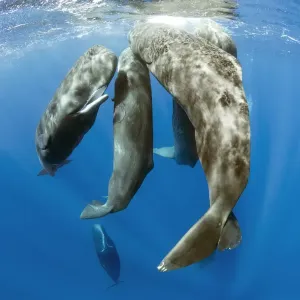 Pod of sperm whale socializing, (Physeter macrocephalus), Dominica, Caribbean Sea, Atlantic Ocean Pod of sperm whale socializing, (Physeter macrocephalus), Dominica, Caribbean Sea, Atlantic Ocean