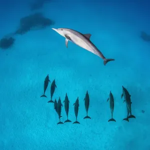 Pod of Spinner dolphins (Stenella longirostris) swimming over shallow sandy lagoon Pod of Spinner dolphins (Stenella longirostris) swimming over shallow sandy lagoon