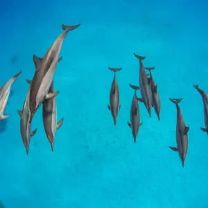 Pod of Spinner dolphins (Stenella longirostris) swimming over shallow sandy lagoon Pod of Spinner dolphins (Stenella longirostris) swimming over shallow sandy lagoon