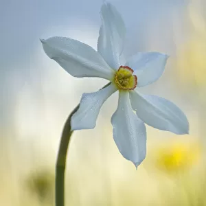 Poets daffodil (Narcissus poeticus) in flower, Sibillini NP, Italy, May 2009 WWE BOOK