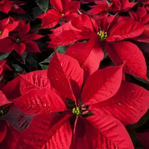 Poinsettia Print in Chinampa Wetland, Mexico City Poinsettia Print in Chinampa Wetland, Mexico City