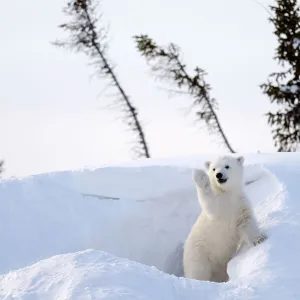 Polar bear cub 3 months (Ursus maritimus) playing in the front of the day den in march. Wapusk National Park. Churchill, Manitoba, Canada