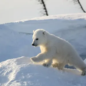 Polar bear cub 3 months (Ursus maritimus) playing in the front of the day den in march Polar bear cub 3 months (Ursus maritimus) playing in the front of the day den in march