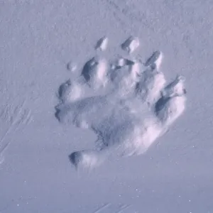 Polar bear print in snow, Churchill, Canada Polar bear print in snow, Churchill, Canada