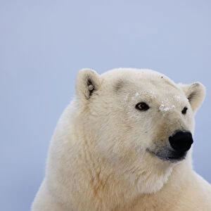 Polar bear portrait {Ursus maritimus} Coastal plain of the Arctic National Wildlife Refuge