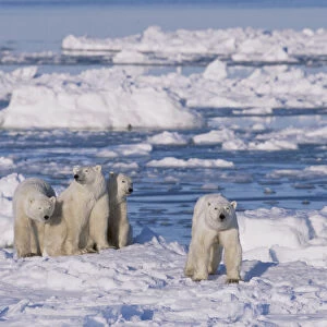 Polar bear (right, foreground) female and her triplets age 23-months triplets, Hudson Bay
