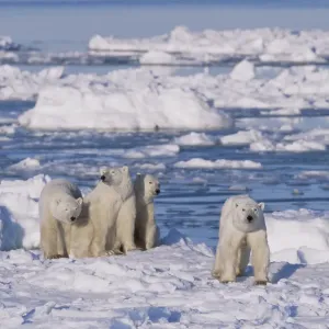 Polar bear (right, foreground) female and her triplets age 23-months triplets, Hudson Bay Polar bear (right, foreground) female and her triplets age 23-months triplets, Hudson Bay