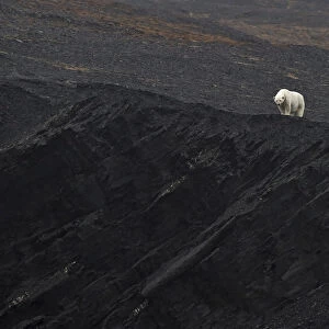 Polar bear (Ursus marinus) in distance, on cliffs, Wrangel Island, Far Eastern Russia