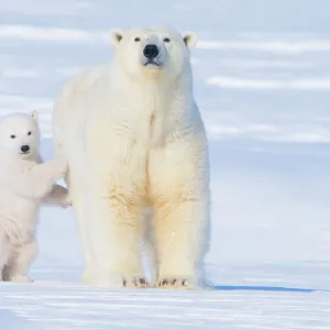 Framed and Canvas Prints plus a lot more: Polar Bears