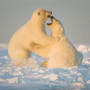 Polar bear 3-year-olds play fighting print Polar bear 3-year-olds play fighting print