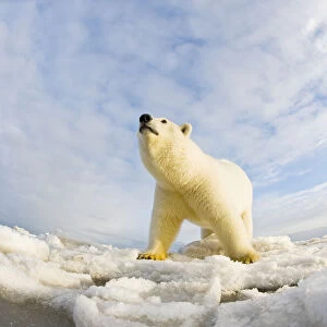 Polar bear (Ursus maritimus) 4-5 year-old on pack ice, low angle shot, off the 1002