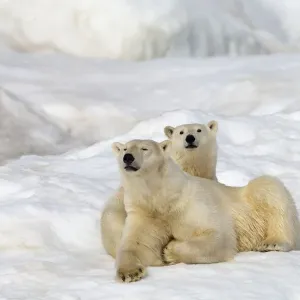 Polar bear mother and one-and-a-half-year-old cub Print Polar bear mother and one-and-a-half-year-old cub Print