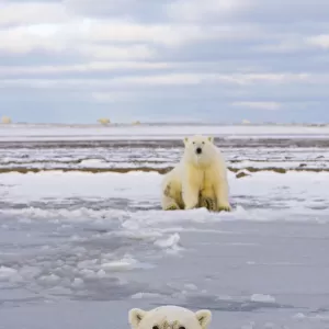Polar bear (Ursus maritimus) cub in newly forming pack ice with the mother sitting on the shore