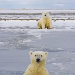 Polar bear (Ursus maritimus) cub in newly forming pack ice with the mother sitting on the shore Polar bear (Ursus maritimus) cub in newly forming pack ice with the mother sitting on the shore