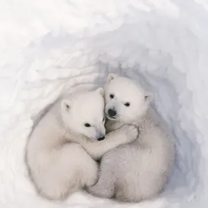Polar bear cubs in den Print, 2-3 months old Polar bear cubs in den Print, 2-3 months old