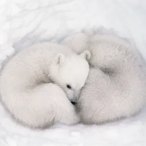 Polar bear cubs print, 2-3 months old in den