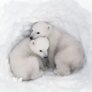 Polar bear (Ursus maritimus) cubs, age 2-3 months, in den, Wapusk National Park, Manitoba Polar bear (Ursus maritimus) cubs, age 2-3 months, in den, Wapusk National Park, Manitoba