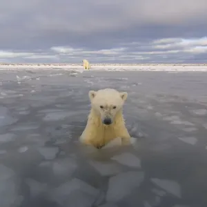 Polar bear (Ursus maritimus) curious cub in newly forming pack ice checks out Polar bear (Ursus maritimus) curious cub in newly forming pack ice checks out