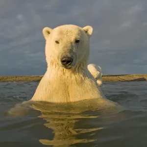 Polar bear (Ursus maritimus) curious young 2-year-old in water off a barrier island Polar bear (Ursus maritimus) curious young 2-year-old in water off a barrier island
