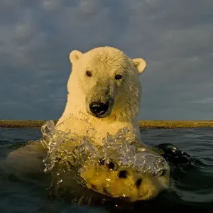 Polar bear (Ursus maritimus) curious young 2-year-old in water off a barrier island Polar bear (Ursus maritimus) curious young 2-year-old in water off a barrier island