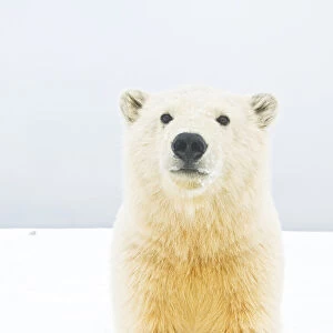 Polar bear (Ursus maritimus) curious young bear along Bernard Spit, a barrier island