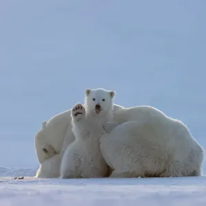 Polar bear (Ursus maritimus) female, resting on ice with cub sitting next to her waving and poking out tongue, Svalbard, Norway. April Polar bear (Ursus maritimus) female, resting on ice with cub sitting next to her waving and poking out tongue, Svalbard, Norway. April
