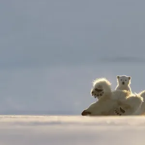 Polar bear (Ursus maritimus) female, rolling on back with cub behind, Svalbard, Norway. April Polar bear (Ursus maritimus) female, rolling on back with cub behind, Svalbard, Norway. April