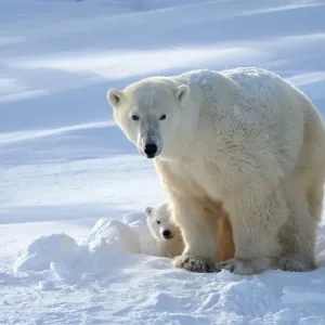 Polar bear (Ursus maritimus) female coming out the den with one three month cub Polar bear (Ursus maritimus) female coming out the den with one three month cub