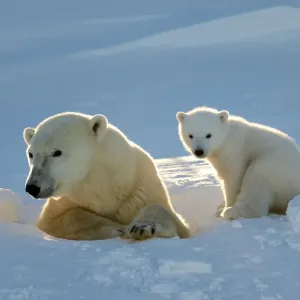 Polar bear (Ursus maritimus) female coming out the den with one three month cub Polar bear (Ursus maritimus) female coming out the den with one three month cub