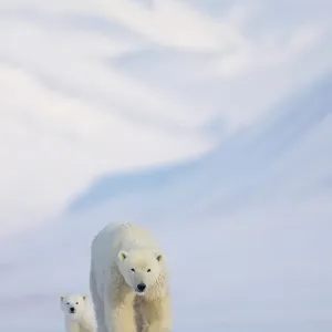 Polar bear (Ursus maritimus) female with cub, walking over snow with mountains in background, Svalbard, Norway. April Polar bear (Ursus maritimus) female with cub, walking over snow with mountains in background, Svalbard, Norway. April