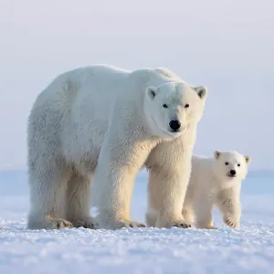 Polar bear mother and cub print Polar bear mother and cub print