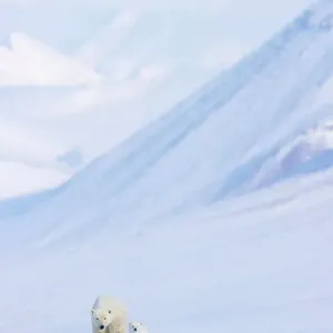 Polar bear (Ursus maritimus) female with cub walking over snow with mountains in background, Svalbard, Norway. April Polar bear (Ursus maritimus) female with cub walking over snow with mountains in background, Svalbard, Norway. April