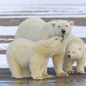 Polar bear (Ursus maritimus), female with two cubs, on a barrier island outside Kaktovik