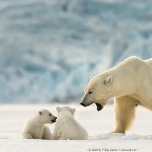 Polar bear (Ursus maritimus) female with two cubs, Svalbard, Norway