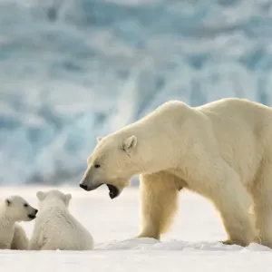 Polar bear (Ursus maritimus) female with two cubs, Svalbard, Norway Polar bear (Ursus maritimus) female with two cubs, Svalbard, Norway