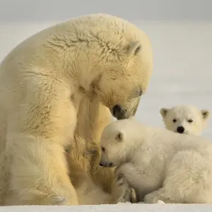 Polar bear (Ursus maritimus) female with two cubs, Svalbard, Norway Polar bear (Ursus maritimus) female with two cubs, Svalbard, Norway