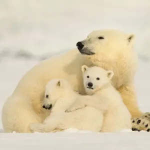 Polar bear (Ursus maritimus) female with two cubs, Svalbard, Norway Polar bear (Ursus maritimus) female with two cubs, Svalbard, Norway