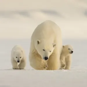 Polar bear (Ursus maritimus) female with two cubs, Svalbard, Norway Polar bear (Ursus maritimus) female with two cubs, Svalbard, Norway