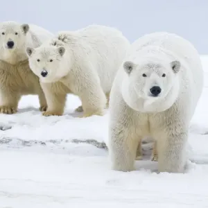 Polar bear (Ursus maritimus) female with cubs aged two years, along a barrier island Polar bear (Ursus maritimus) female with cubs aged two years, along a barrier island