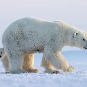 Polar bear mother and cub Print Polar bear mother and cub Print